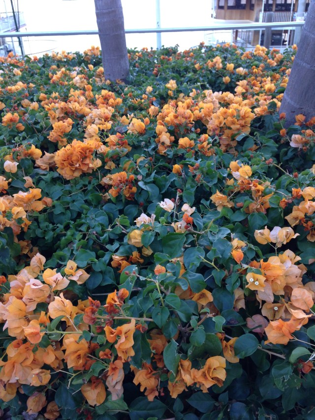 © irene waters 2015