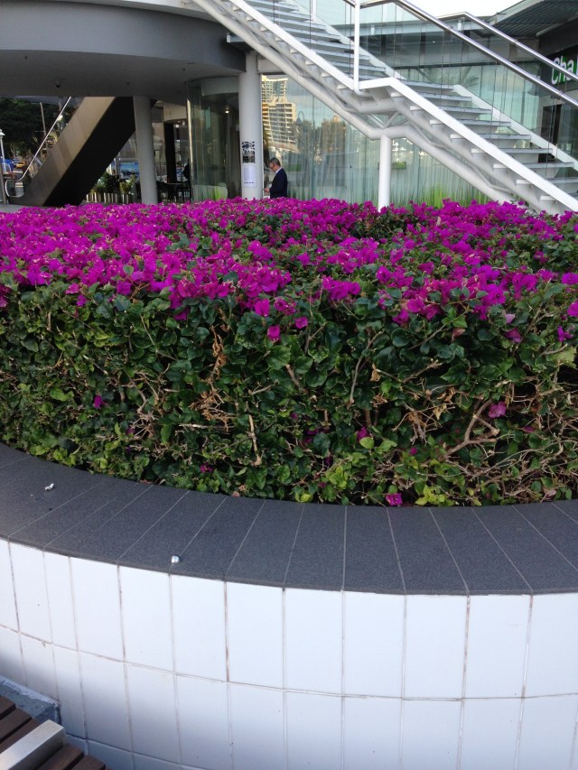 © irene waters 2015