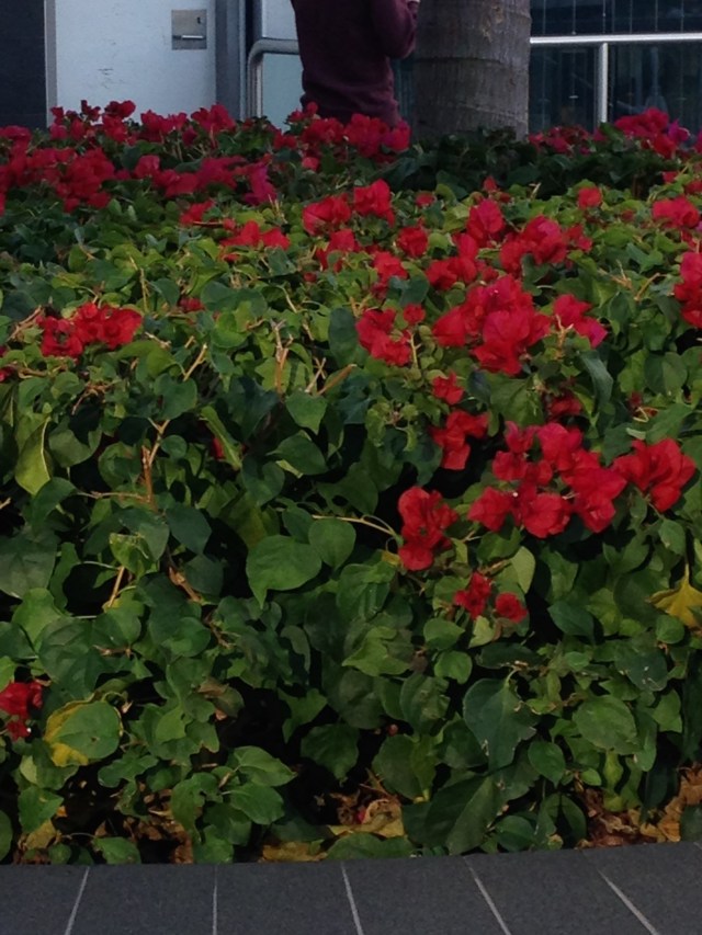 © irene waters 2015