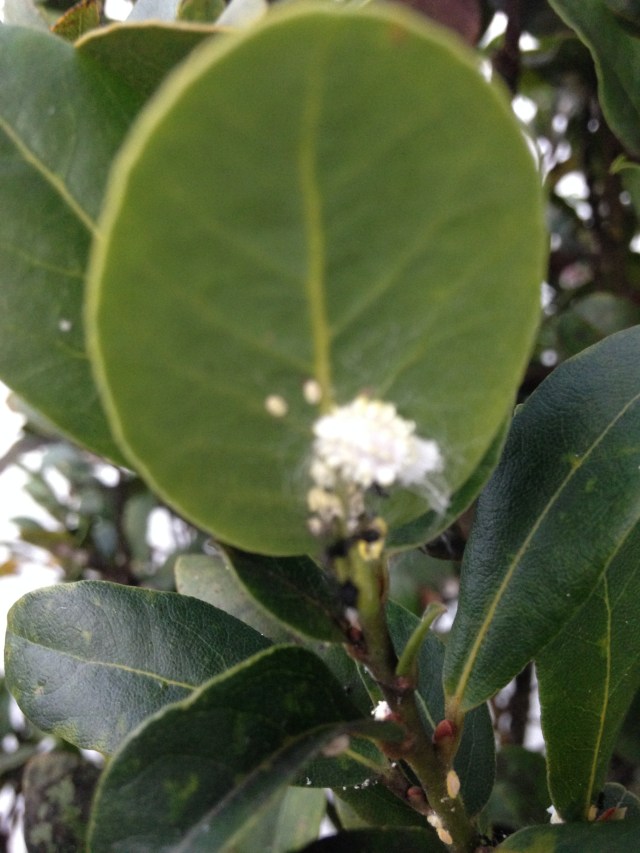 © irene waters 2015