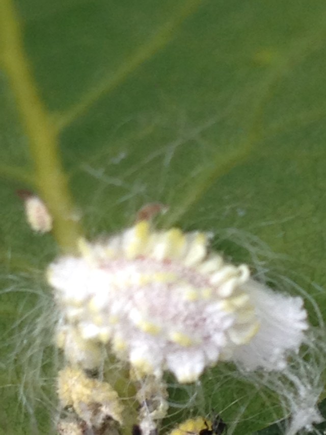 © irene waters 2015