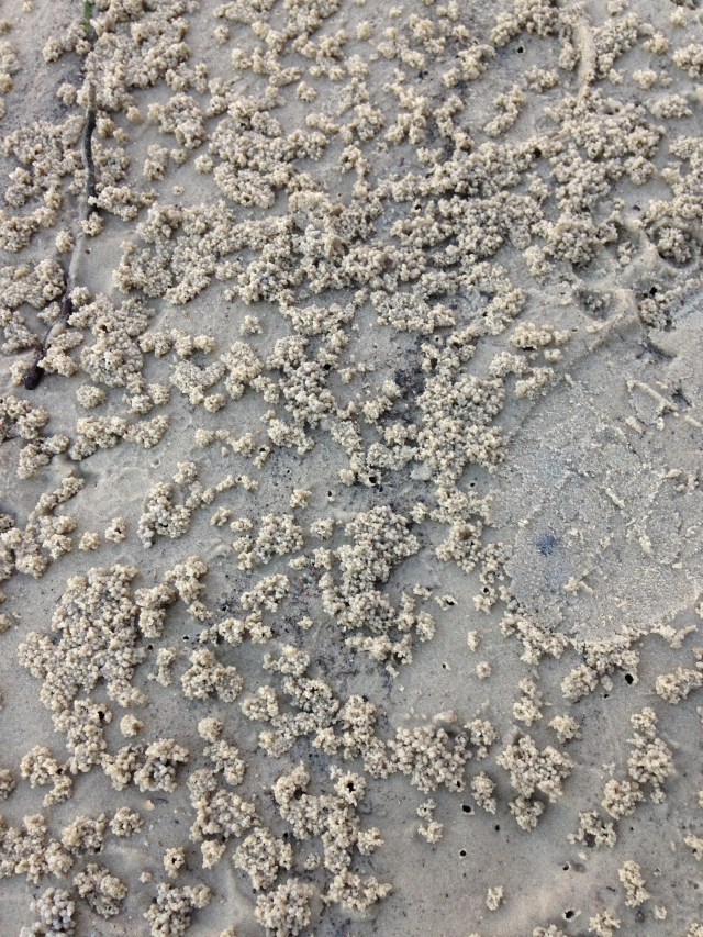 © irene waters 2015