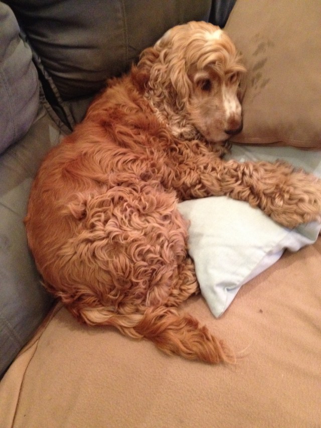 © irene waters 2015