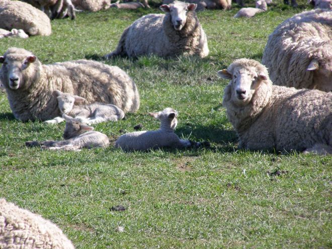 © irene waters 2015