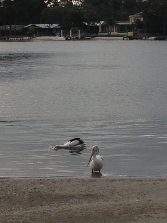 © irene waters 2015