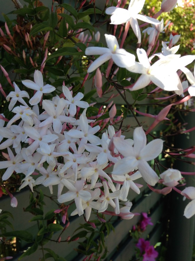 © irene waters 2015