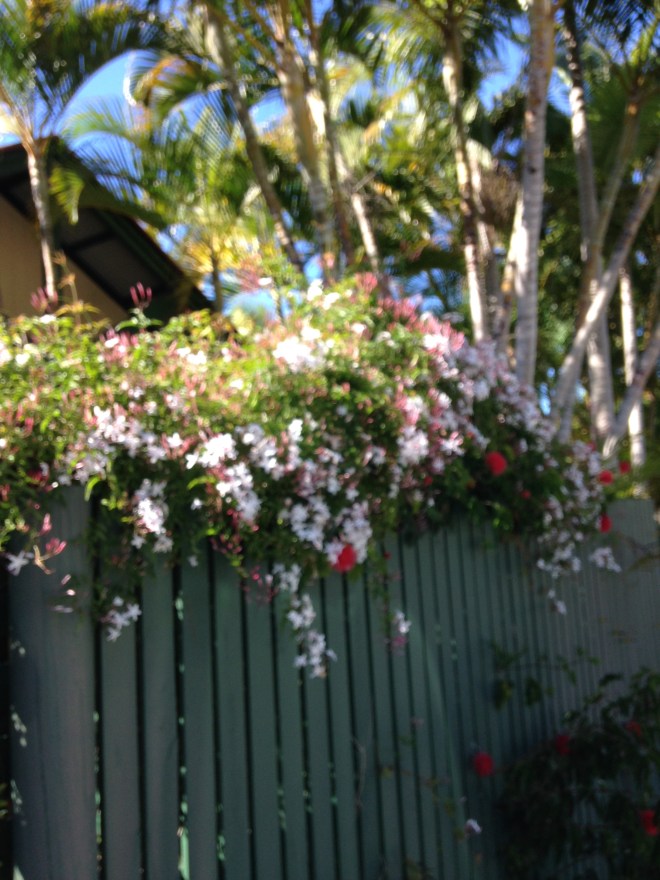 © irene waters 2015