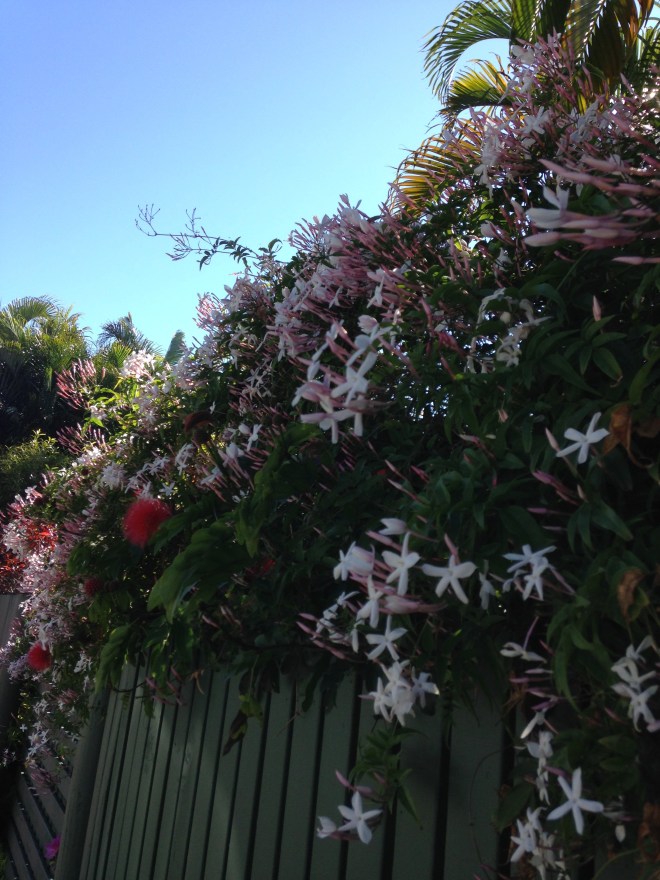 © irene waters 2015