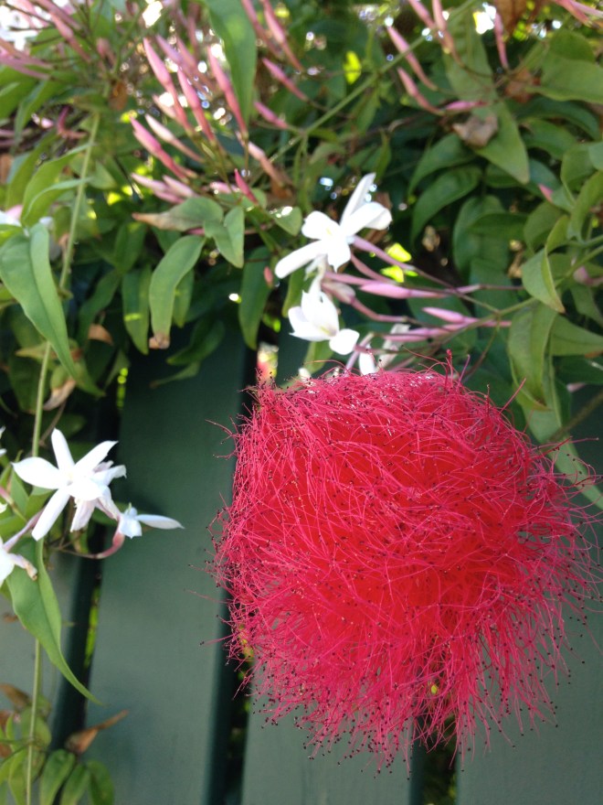 © irene waters 2015