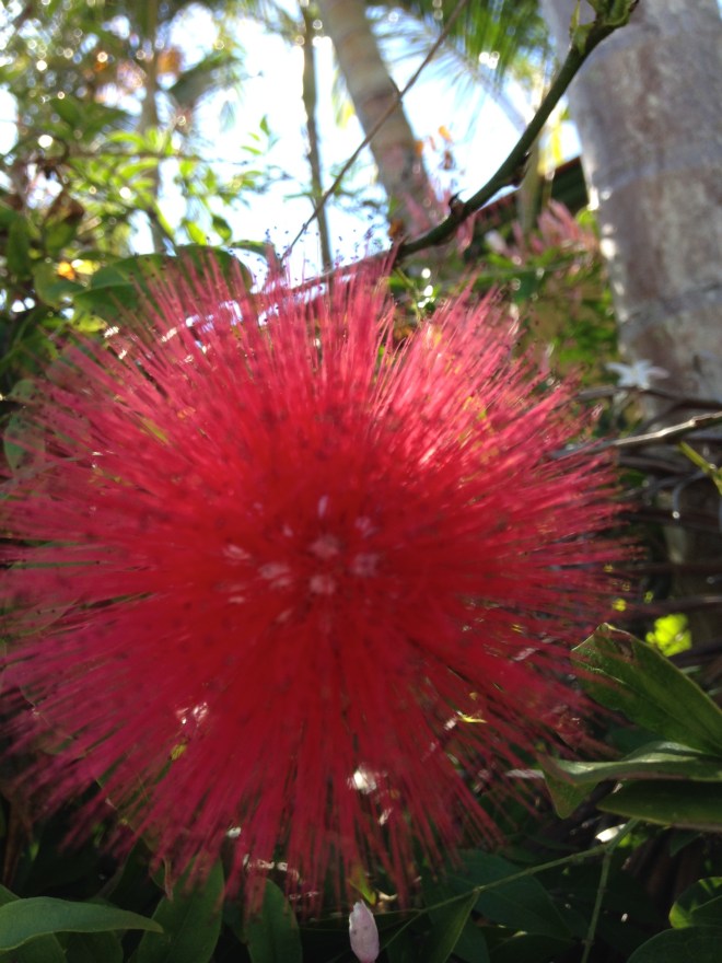 © irene waters 2015