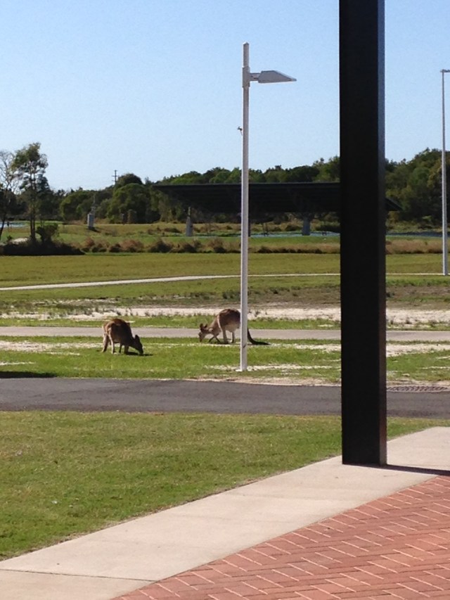 © irene waters 2015