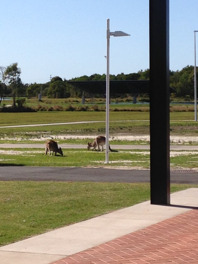 © irene waters 2015