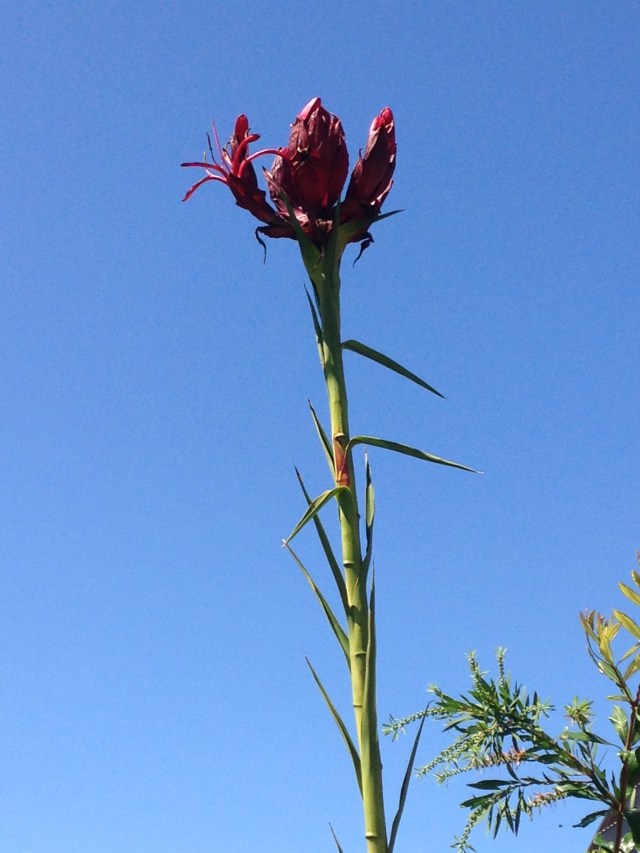 © irene waters 2015