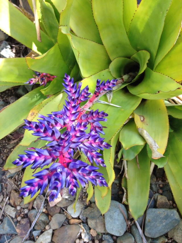 © irene waters 2015