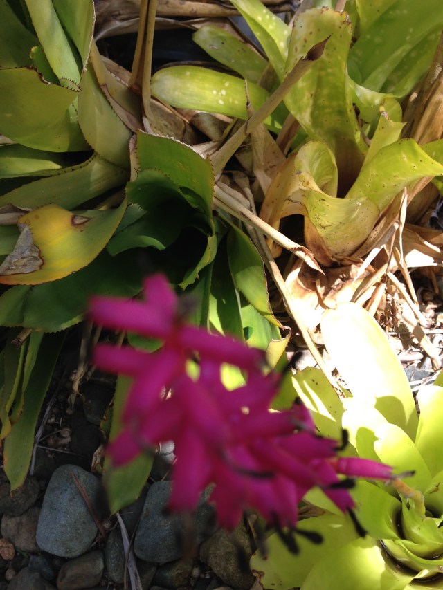 © irene waters 2015