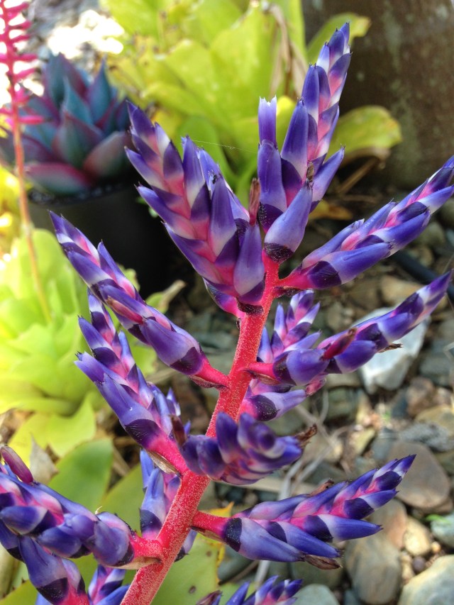 © irene waters 2015