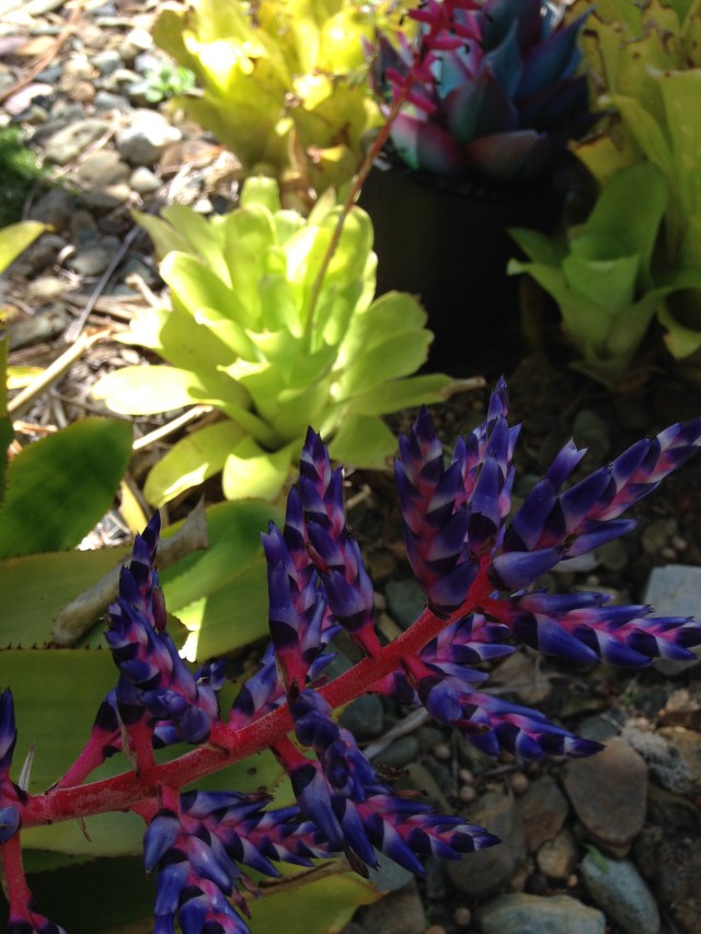 © irene waters 2015