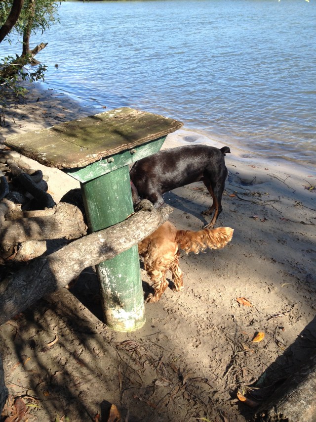 © irene waters 2015