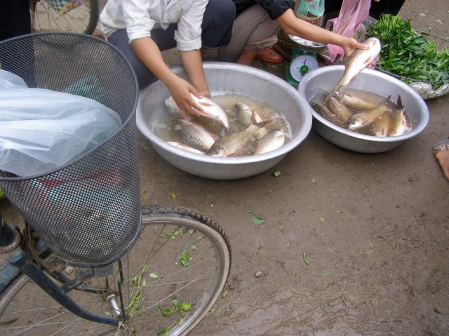 © irene waters 2015