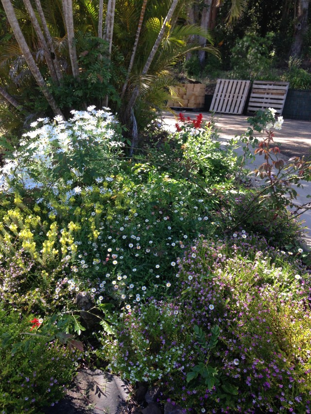 © irene waters 2015