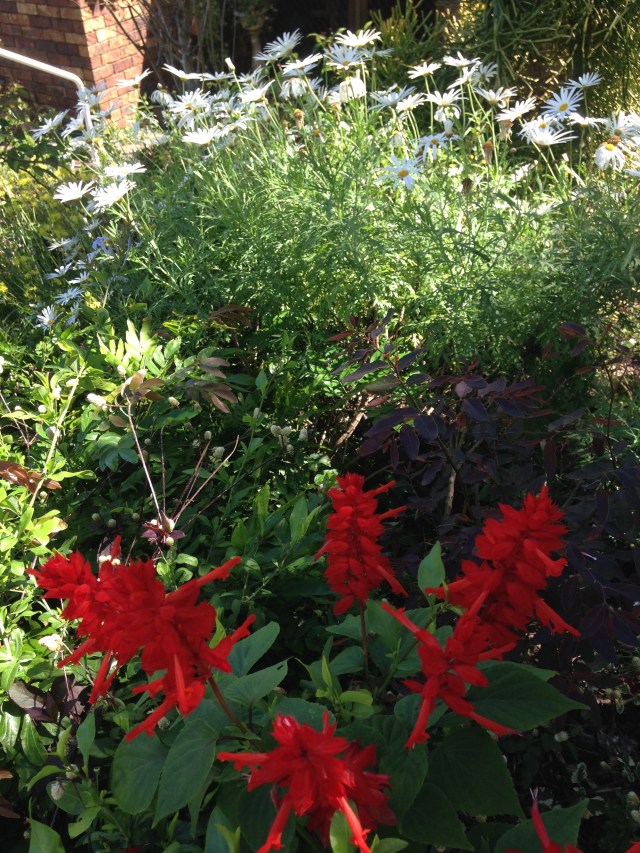 © irene waters 2015