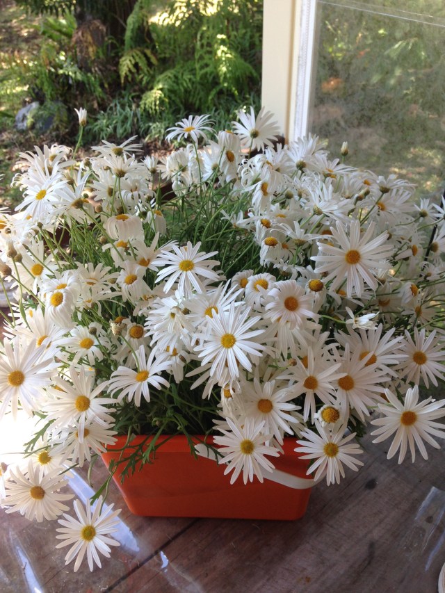 © irene waters 2015