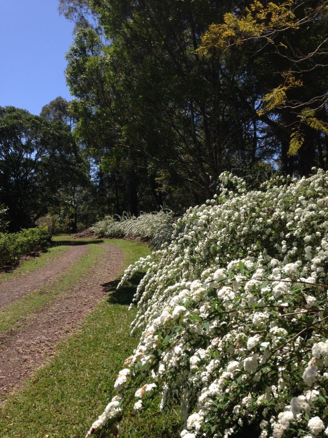 © irene  waters 2015