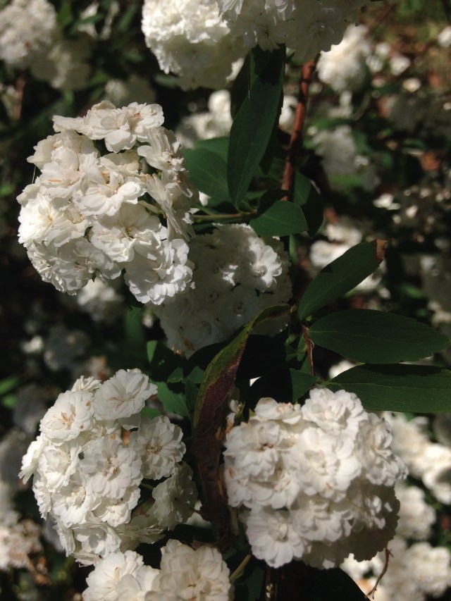 © irene waters 2015