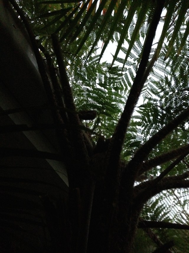 © irene waters 2015