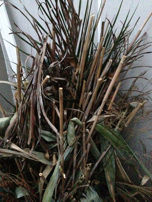 © irene waters 2015