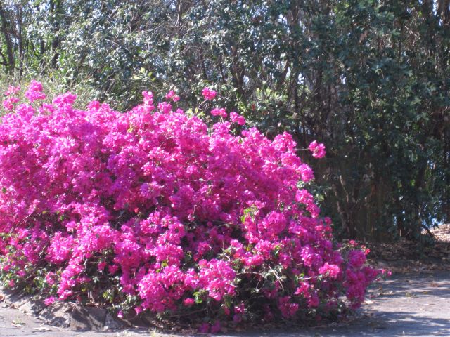 © irene waters 2015