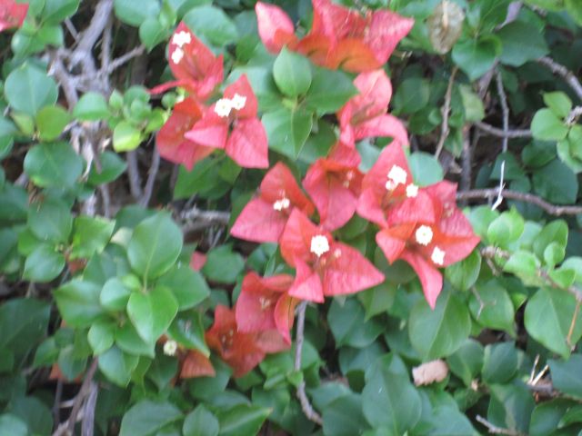 © irene waters 2015