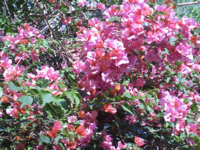 © irene waters 2015