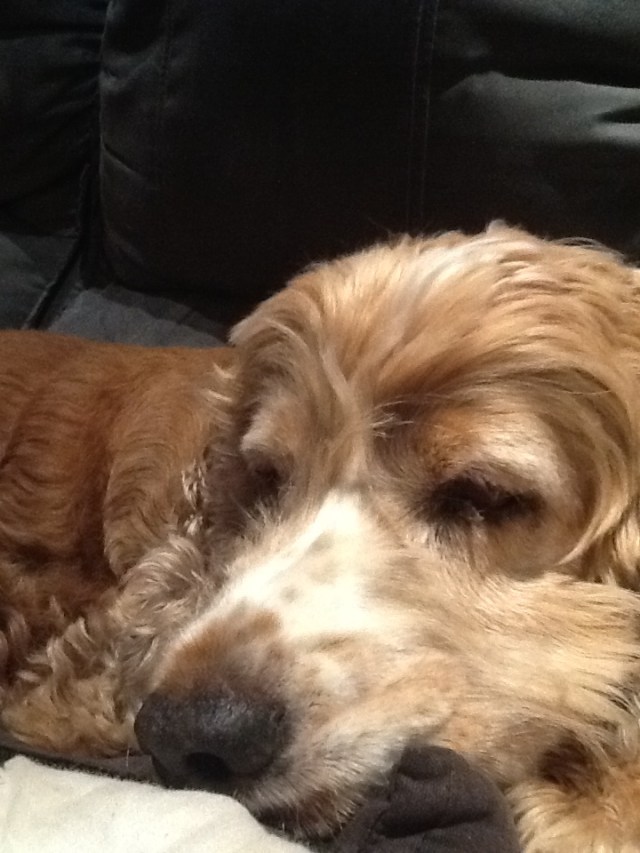 © irene waters 2015