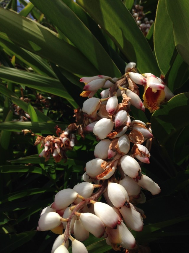 © irene waters 2015