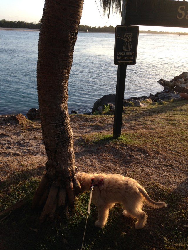 © irene waters 2015