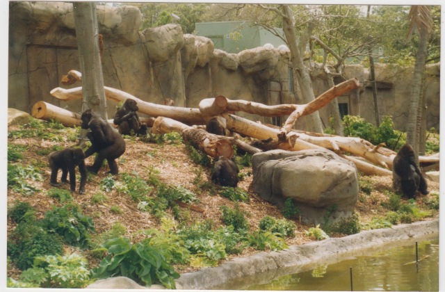 zoo 1987 007