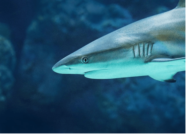 Screen Shot 2018-05-05 at 7.26.56 am