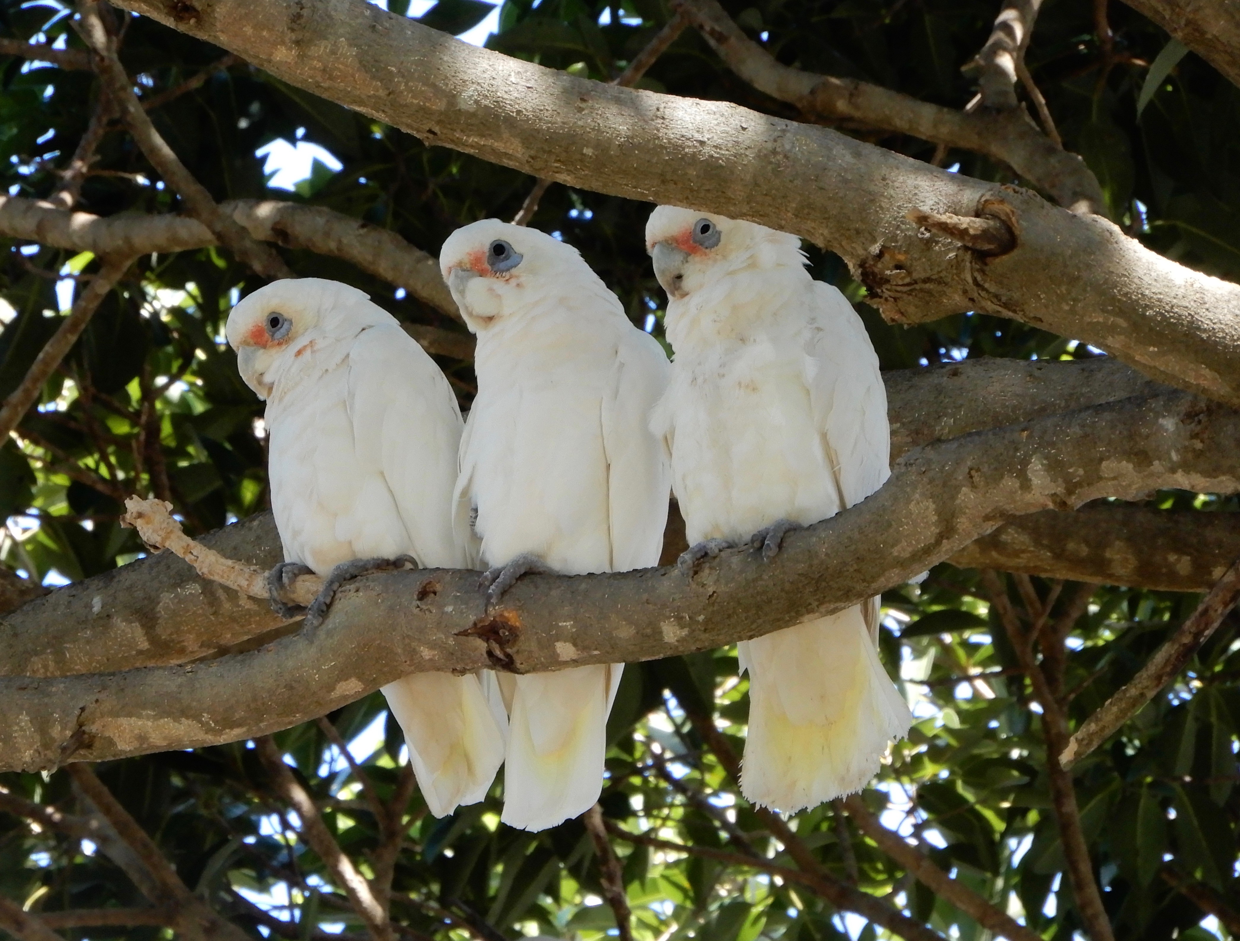 Birdlife at the pond